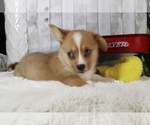 Small Photo #6 Aussie-Corgi Puppy For Sale in STAFFORD, VA, USA
