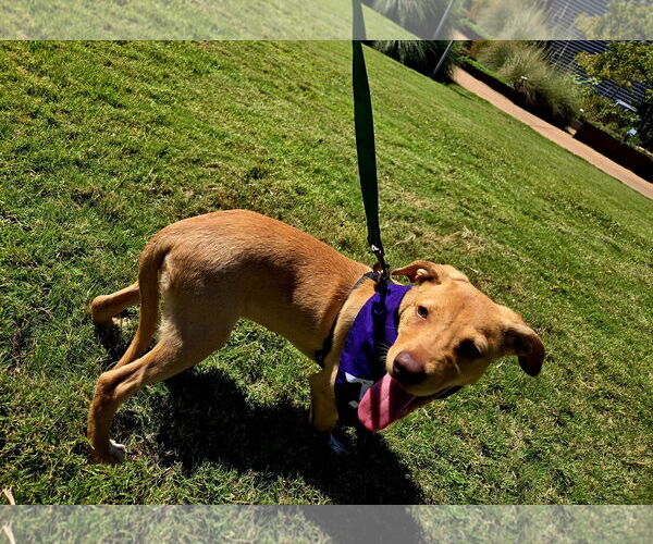 Medium Photo #3 Rat Terrier-Unknown Mix Puppy For Sale in Jackson, MS, USA