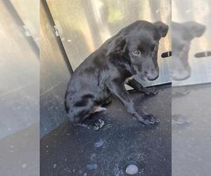 Labrador Retriever-Unknown Mix Dogs for adoption in San Antonio, TX, USA