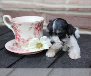 Schnauzer (Miniature) Puppy for sale in KINGSPORT, TN, USA
