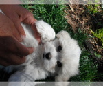 Small Photo #23 Coton de Tulear Puppy For Sale in COLUMBIA, MO, USA