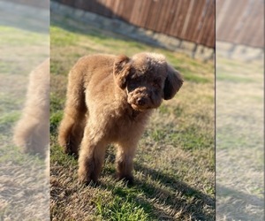 Father of the YorkiePoo puppies born on 11/03/2022