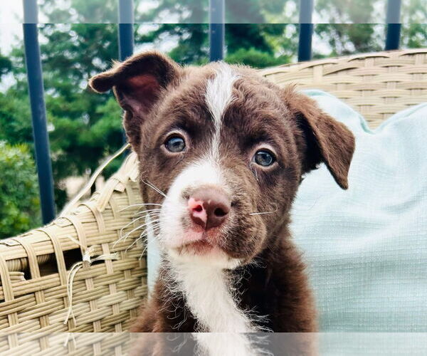 Medium Photo #6 Collie-Labrador Retriever Mix Puppy For Sale in St. Louis Park, MN, USA