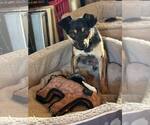 Small #7 Chihuahua