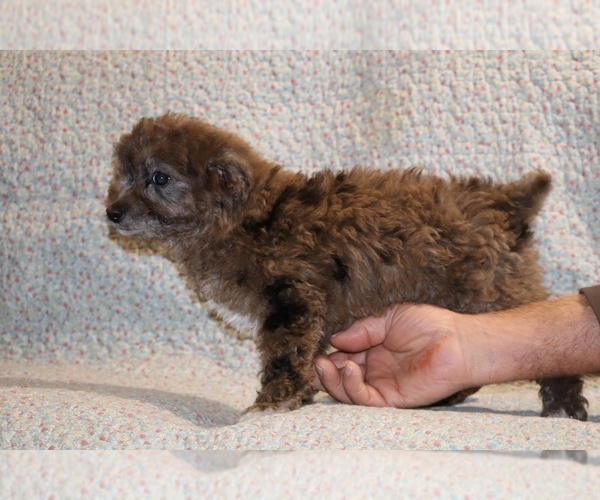 Medium Photo #9 Poodle (Toy) Puppy For Sale in DYERSBURG, TN, USA