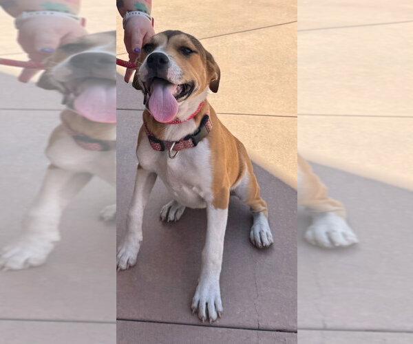 Medium Photo #3 Beagle-Unknown Mix Puppy For Sale in Lake Forest, CA, USA
