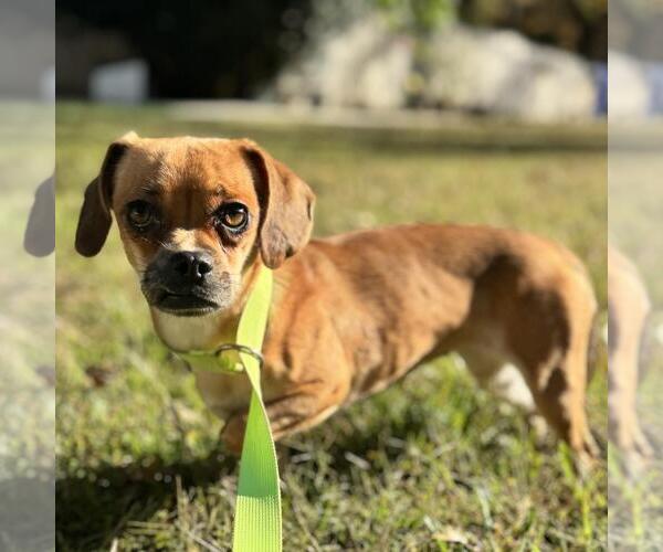 Medium Photo #2 Chihuahua-Unknown Mix Puppy For Sale in Yardley, PA, USA