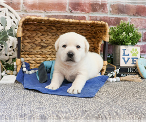 Labrador Retriever Puppy for sale in SYRACUSE, IN, USA
