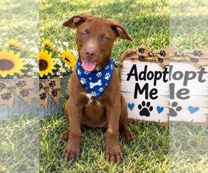 BART - Male Labrador Retriever Dog for Adoption - Photo #2