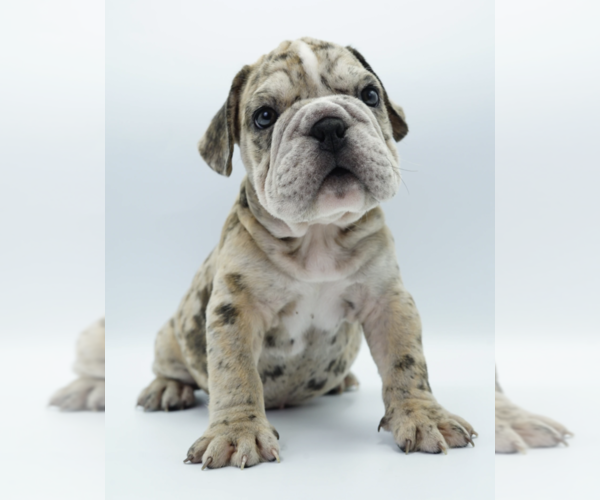 Medium Photo #2 Bulldog Puppy For Sale in SAN DIEGO, CA, USA