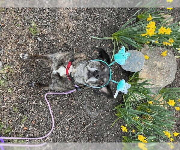 Medium Photo #11 Beagle-Unknown Mix Puppy For Sale in Rockaway, NJ, USA