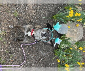 Ollie (Noah) Alabama - Male Beagle-Unknown Mix Dog for Adoption - Photo #5