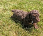 Small #5 Poodle (Toy)