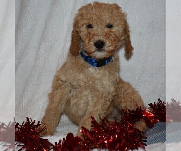 Medium Photo #1 Goldendoodle-Poodle (Miniature) Mix Puppy For Sale in KINZERS, PA, USA