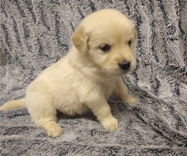 Medium Photo #1 English Cream Golden Retriever Puppy For Sale in PROSPECT, VA, USA