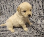 Puppy Elizabeth English Cream Golden Retriever