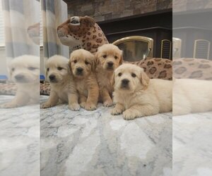 English Cream Golden Retriever Puppy for sale in SACRAMENTO, CA, USA
