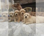 Image preview for Ad Listing. Nickname: Goldens