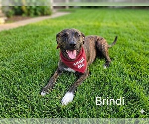 Plott Hound-Unknown Mix Dogs for adoption in Buffalo, MN, USA