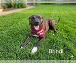 Small Plott Hound Mix