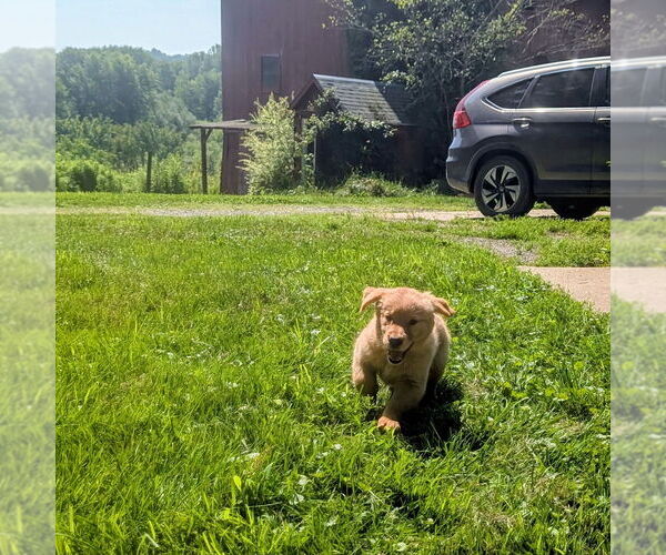 Medium Photo #11 Golden Retriever Puppy For Sale in EAST SPARTA, OH, USA