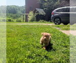 Small #10 Golden Retriever
