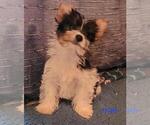 Small Photo #3 Biewer Terrier Puppy For Sale in CONKLIN, NY, USA