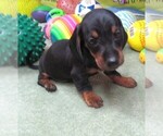 Small #4 Dachshund