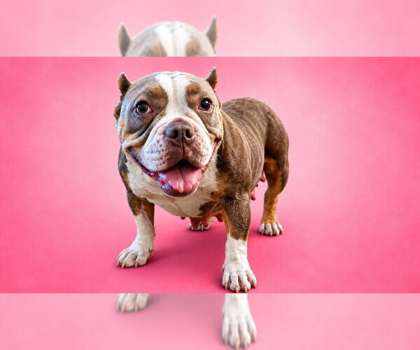 Medium Photo #10 American Staffordshire Terrier-Unknown Mix Puppy For Sale in Lake Forest, CA, USA
