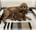 Small #3 Goldendoodle (Miniature)