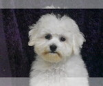 Small Photo #4 Bichon Frise Puppy For Sale in ELDORADO, OH, USA