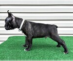 Small #3 Faux Frenchbo Bulldog