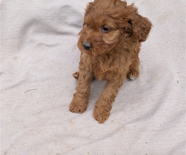 Medium Photo #52 Irish Doodle Puppy For Sale in GOSHEN, IN, USA