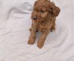 Small Photo #52 Irish Doodle Puppy For Sale in GOSHEN, IN, USA