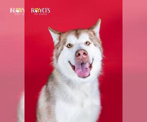 Siberian Husky Dogs for adoption in West Valley, UT, USA