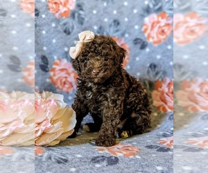 Poodle (Toy) Puppy for sale in KINZERS, PA, USA