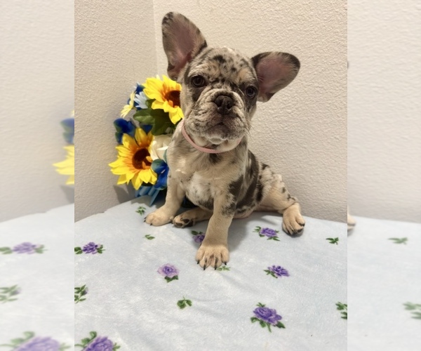 Medium Photo #2 French Bulldog Puppy For Sale in VALRICO, FL, USA