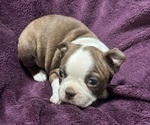 Puppy Bella Boston Terrier