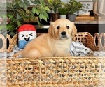 Small Photo #4 Golden Retriever Puppy For Sale in INDIANAPOLIS, IN, USA