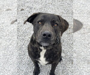 Labrador Retriever-Unknown Mix Dogs for adoption in Bolivar, MO, USA