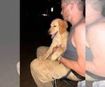 Small Photo #12 Catahoula Leopard Dog-Goldendoodle Mix Puppy For Sale in CLEVES, OH, USA