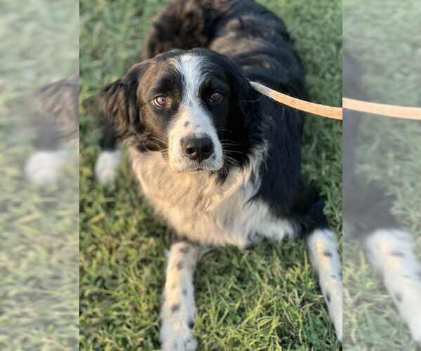 Medium Photo #4 Border Collie-Unknown Mix Puppy For Sale in Evansville, IN, USA