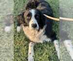 Small #3 Border Collie Mix