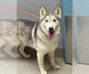Medium Siberian Husky Mix