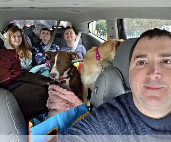 Medium Photo #9 Collie-Unknown Mix Puppy For Sale in Mount Laurel, NJ, USA