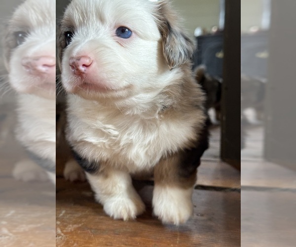 Medium Photo #4 Aussie-Corgi Puppy For Sale in ESPERANCE, NY, USA
