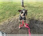 Small #1 American Pit Bull Terrier