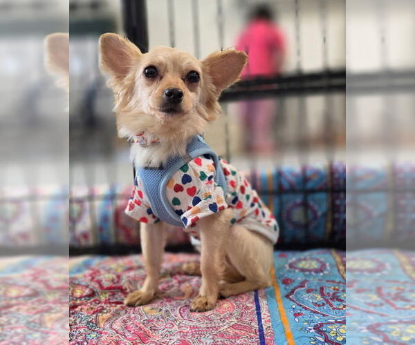 Medium Photo #3 Mutt Puppy For Sale in Petaluma, CA, USA