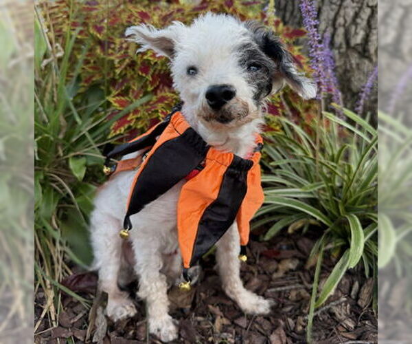 Medium Photo #8 Poodle (Toy)-Unknown Mix Puppy For Sale in Arlington, VA, USA