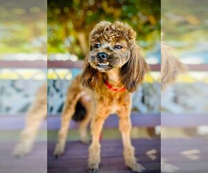 ShihPoo Dogs for adoption in Pacolet, SC, USA